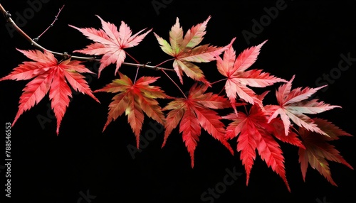Wallpaper Beautiful branch with colorful Japanese maple leaves  isolated on a black background