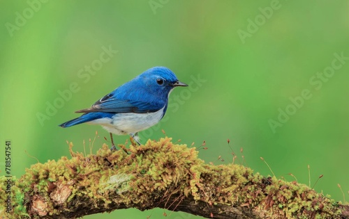 Beautiful blue colored bird, cute in nature. Ultramarine Flycatcher. © sakda