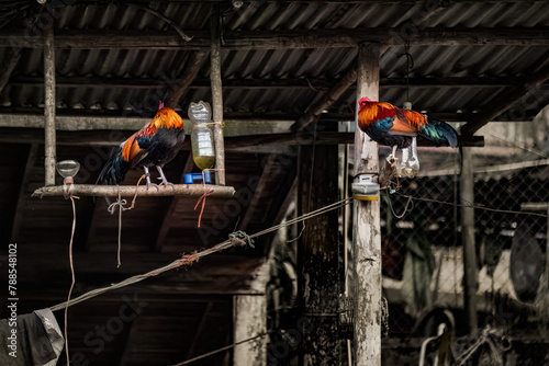 Two roosters stand on wooden batons overlooking a clothesline where villagers dry their clothing.
