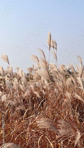ears of wheat against sky (ID: 788551729)