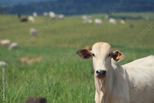 Rastreabilidade na Pecuária é essencial e urgente 
Rastreability livestock  photo