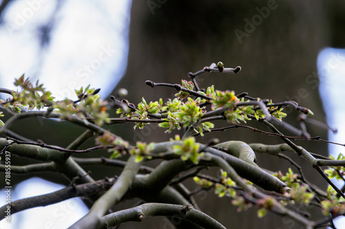 Close Up Branches Of A Ulmus Camperdownii At Amsterdam The Netherlands 4-4-2024 photo