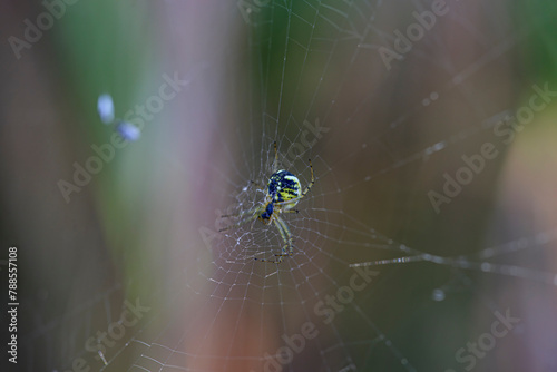 Spider web closeup