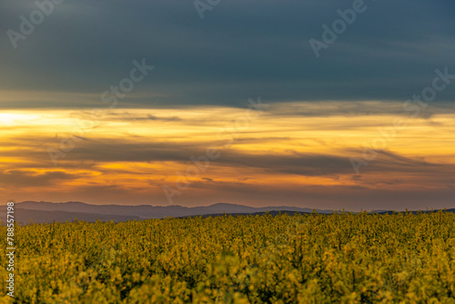 Yellow rapeseed field. Blooming canola flowers.