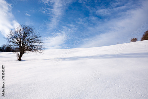 Isolated tree in winter season, nature background
