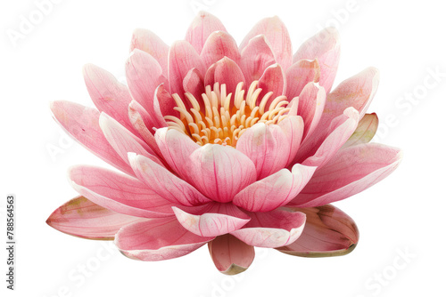 pink lotus isolated on white background