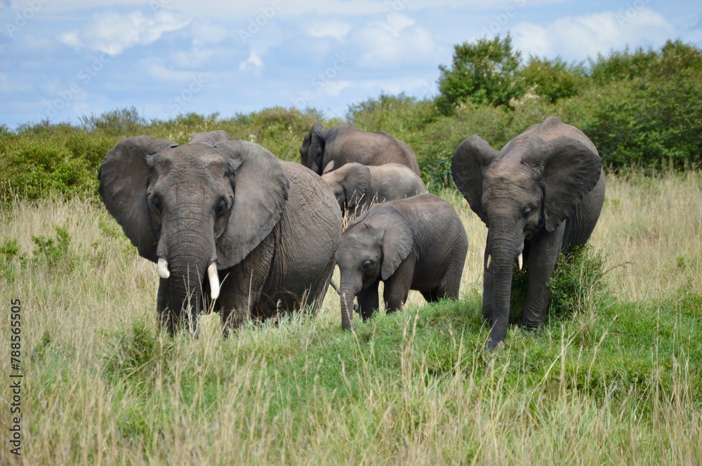 Elephants in Maasi Mara, Kenya
