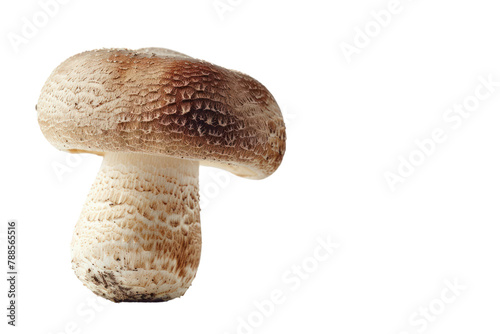 Shiitake mushroom isolated on white background