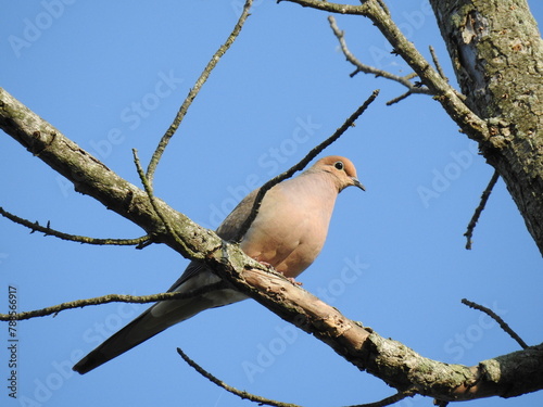 A mourning dove perched on a branch, under a blue sky. Bombay Hook National Wildlife Refuge, Kent County, Delaware. photo
