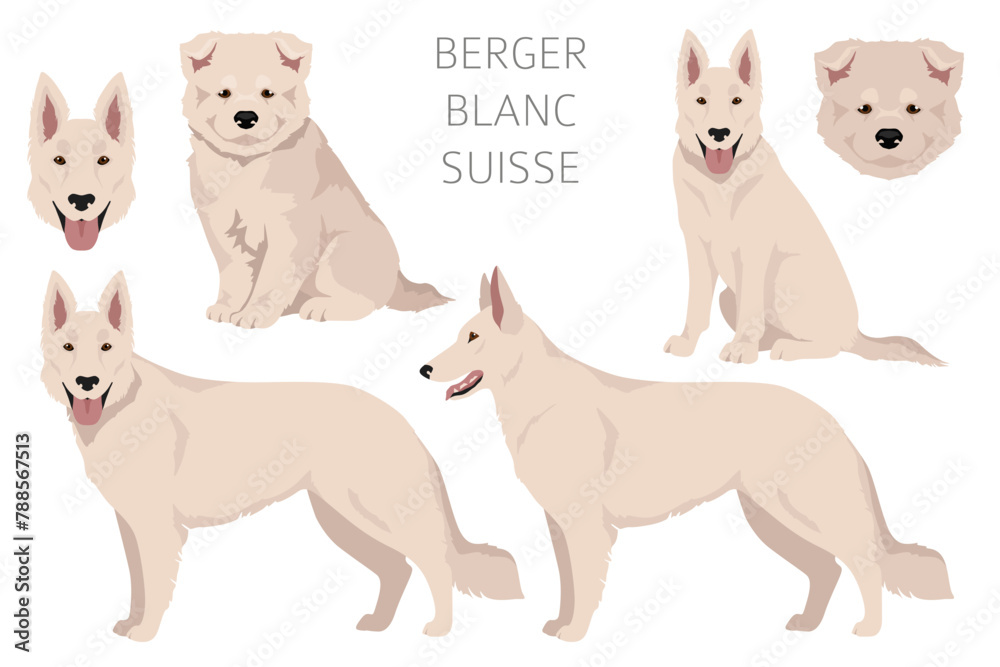 Berger Blanc Suisse clipart. Different coat colors and poses set