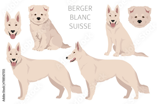 Berger Blanc Suisse clipart. Different coat colors and poses set