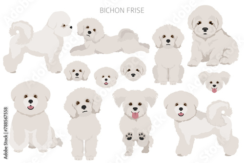 Bichon frise clipart. Different coat colors and poses set