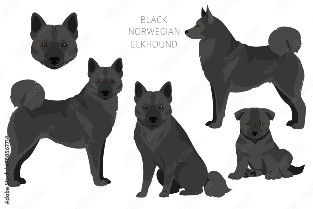 Black norwegian elkhound clipart. Different coat colors and poses set