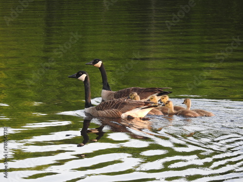 A family of Canadian geese swimming in the wetland   waters of the Bombay Hook National Wildlife Refuge, Kent County, Delaware.