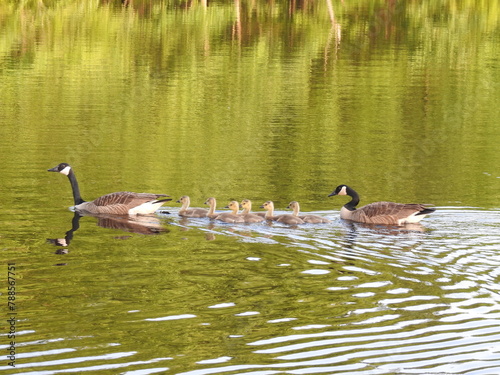 A family of Canadian geese swimming in a wetland pond. Bombay Hook National Wildlife Refuge, Kent County, Delaware.