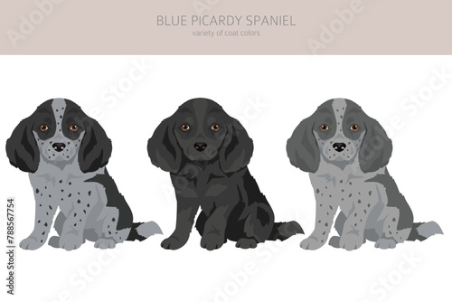 Blue Picardy Spaniel puppy clipart. Different coat colors and poses set
