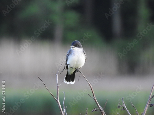 Eastern kingbird perched on branch at the Bombay Hook National Wildlife Refuge, Kent County, Delaware.