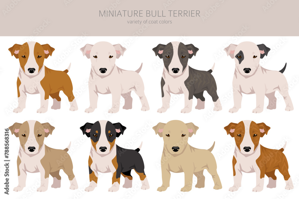 Miniature bull terrier puppy clipart. Different poses, coat colors set