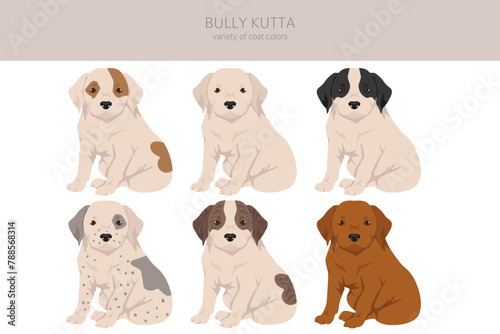 Bully Kutta puppy clipart. Different coat colors and poses set