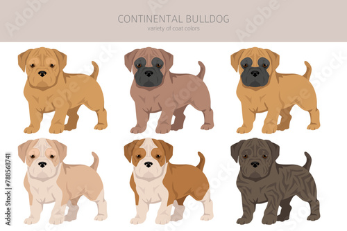 Continental Bulldog puppy clipart. Different poses  coat colors set
