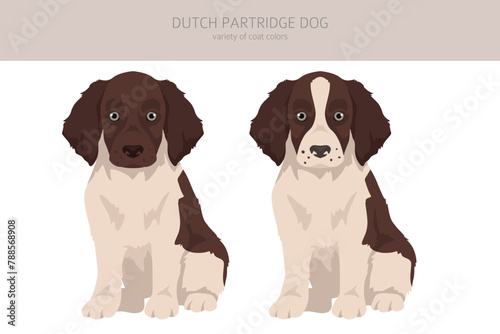 Fototapeta Naklejka Na Ścianę i Meble -  Dutch partridge dog puppy clipart. Different poses, coat colors set