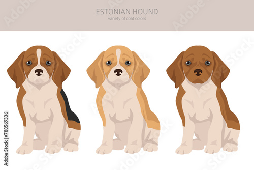 Estonian Hound puppy clipart. Different coat colors set