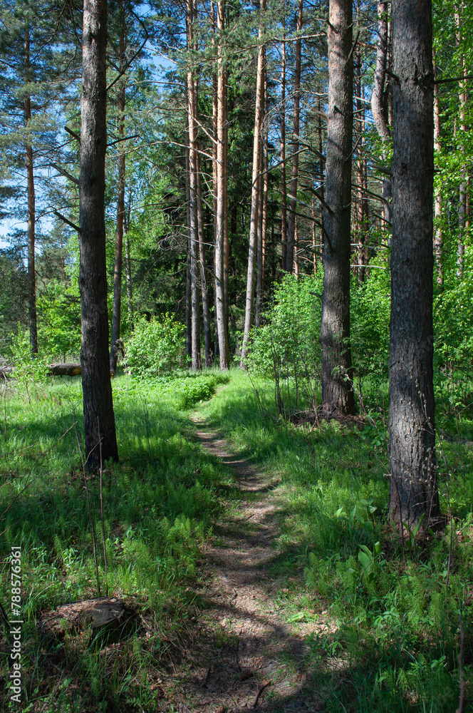 Narrow path between pine trees in coniferous forest, sunny summer day