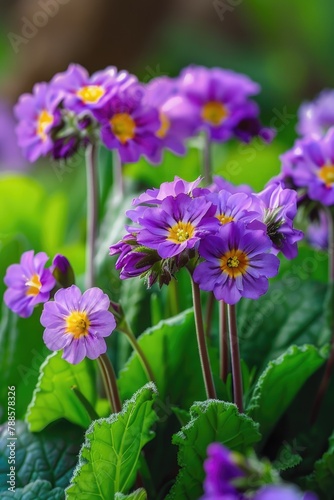 A group of purple flowers with vibrant green leaves. Ideal for nature and botanical themes