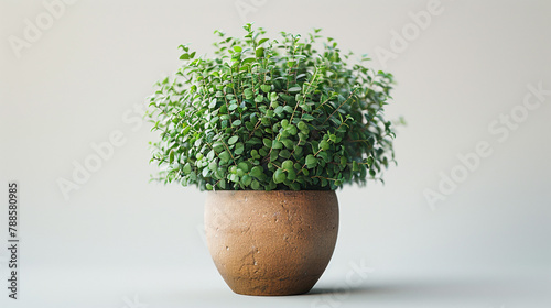 Tiny miniature potted plant, adding greenery to transparent backgrounds.