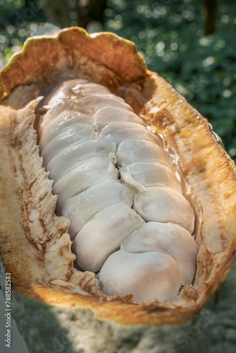 Close up of an open cacao pod.
Sliced cocoa pod revealing its white beans.
