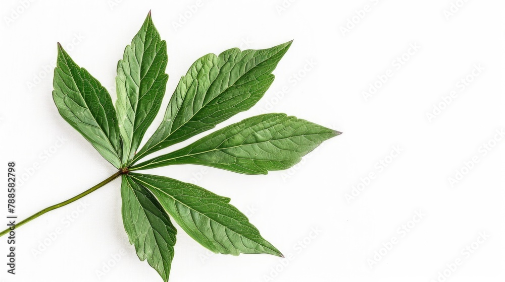 A simple green leaf on a plain white surface. Suitable for nature and minimalistic concepts