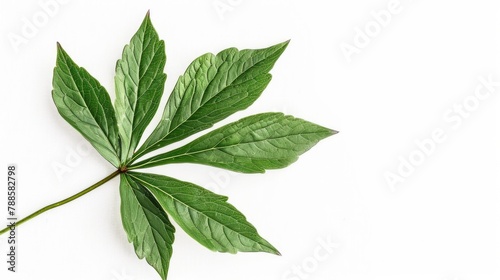 A simple green leaf on a plain white surface. Suitable for nature and minimalistic concepts