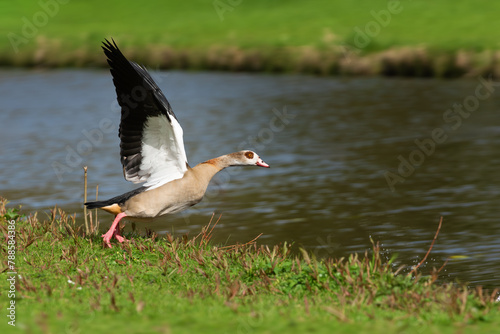 An adult female Nile or Egyptian goose (Alopochen aegyptiaca) takes off from the shore