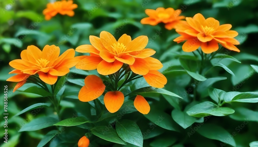 Fototapeta premium orange flowers in the garden
