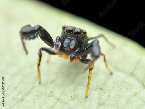 Sibianor jumping spider on the leaf while looking up
