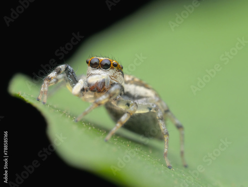 Cute jumping spider on the leaf
