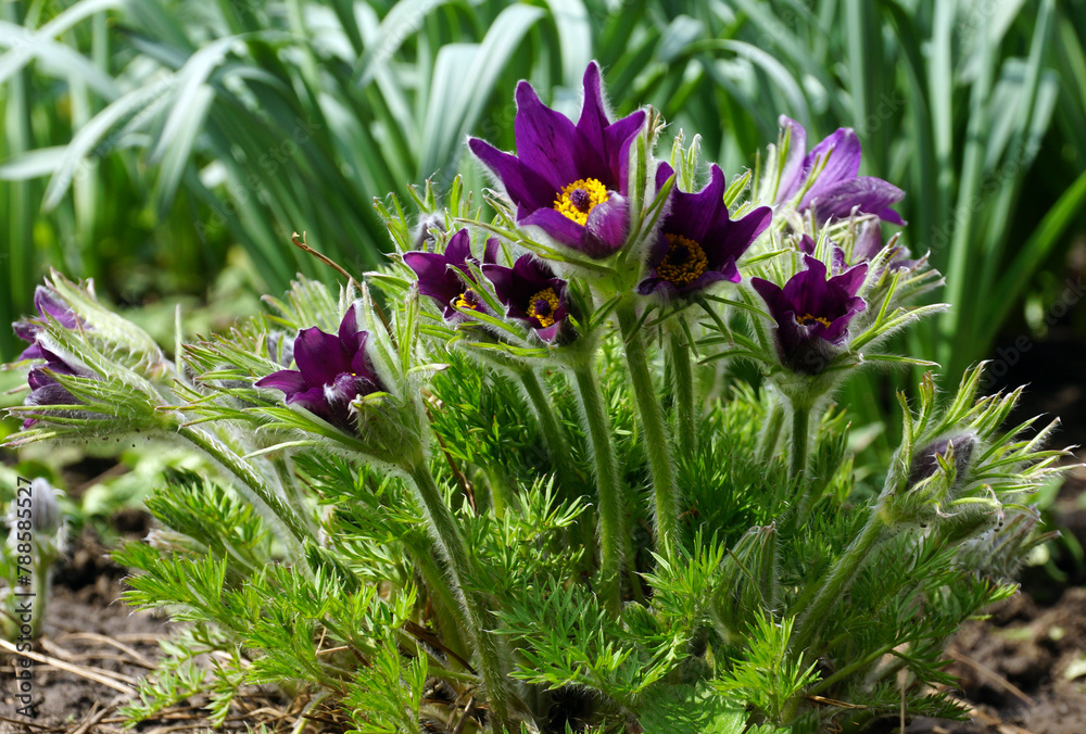 Flowers of Pulsatilla patens