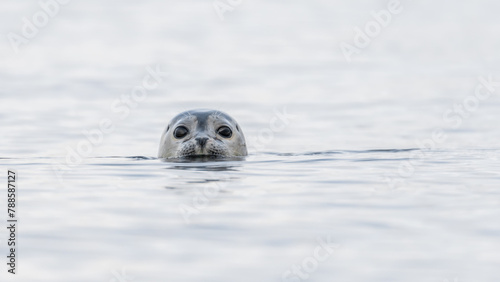emerging seal, phoca vitulina, harbor seal head, above the water surface, curious seal, marine mammals, seal gaze, cute eyes, seal watching the photographer