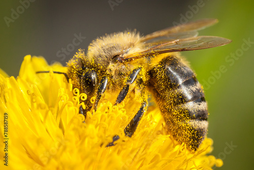 honey bee, apis mellifera, silhouette of a bee, anatomical structure of an insect, bee bathed in pollen, pollinating insect, dandelion flower, yellow flower, anthers, stamens, pollination, worker bee, photo