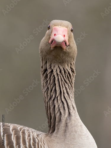 wild goose looking straight at the camera, anser anser, greyllag, stretched neck, bird portrait, bird gaze, eye contact, vertical shot, telephoto lens, photo hide
