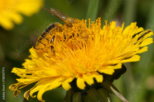 bee covered in pollen, Apis melifera, bee collecting pollen, spring bee harvest, dandelion, yellow flower with large petals, bee on a flower, pollination, pollinating insects