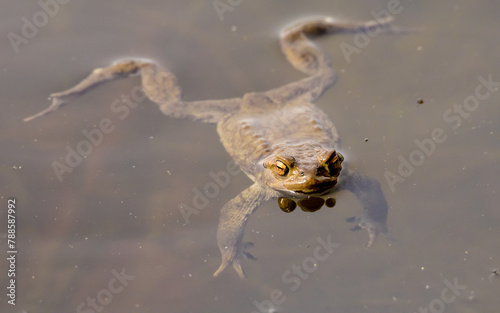 common toad, amphibian floating on the water surface, bufo bufo, tailless amphibians, anatomical structure of a frog, aquatic and terrestrial vertebrates, cold-blooded animals, frog in the pond