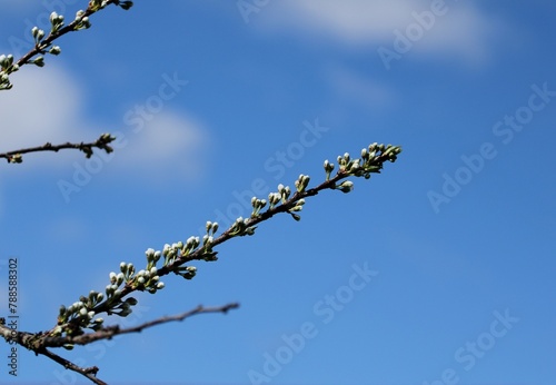 close-up of plum blossom buds against a blue sky background