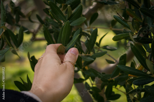 Olive tree branches close-up photo, olive farm, green garden