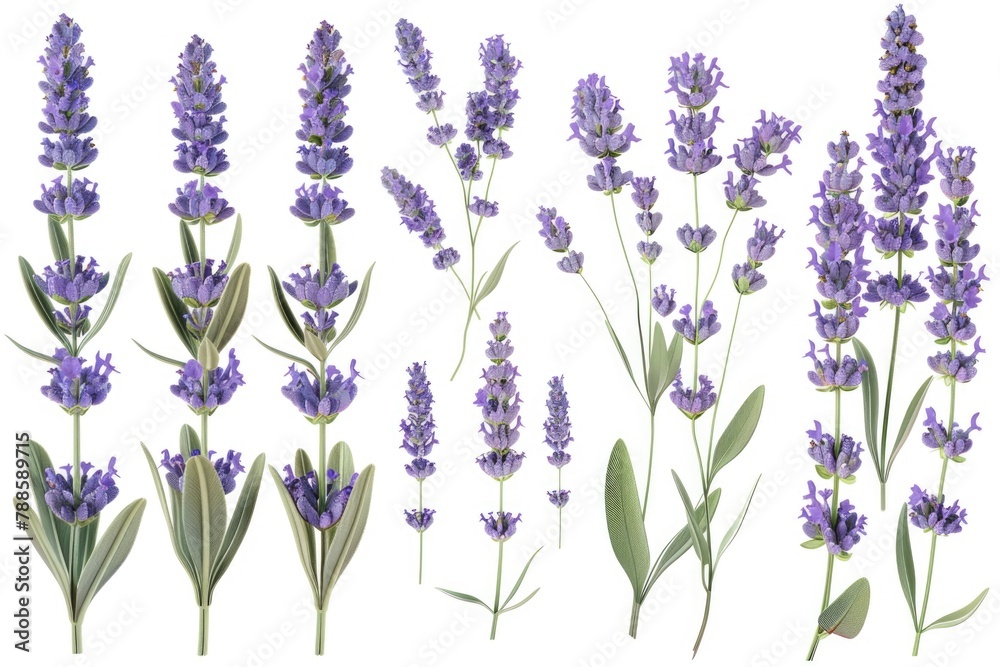 Fototapeta premium Beautiful lavender flowers on a clean white background, perfect for various design projects