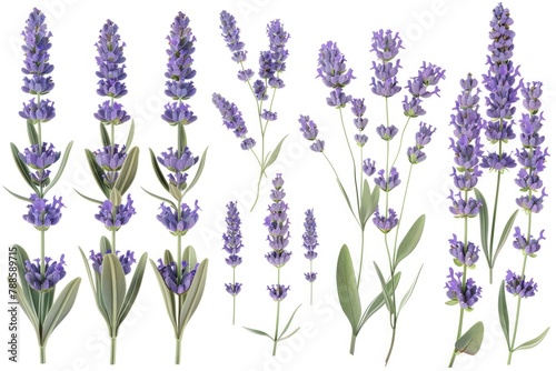 Beautiful lavender flowers on a clean white background  perfect for various design projects