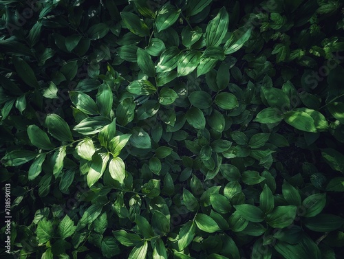 Green leaves background. Green natural texture. Dark background 