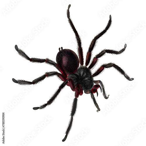 Spider png sticker, vintage insect illustration, transparent background