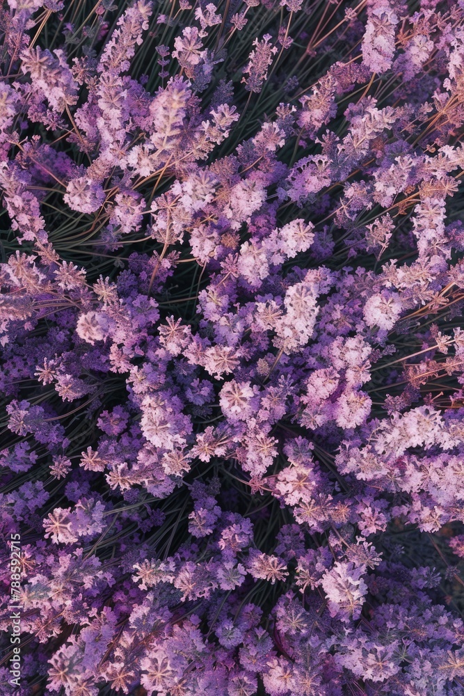Close up of beautiful purple flowers, perfect for nature backgrounds Close up of beautiful purple flowers, perfect for nature backgrounds