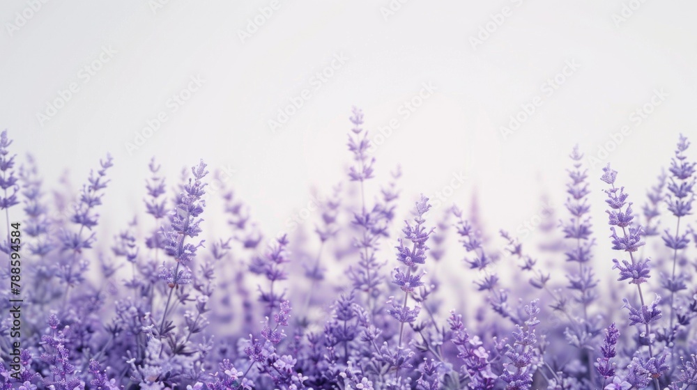 Fototapeta premium Beautiful field of purple flowers with a clear white sky background. Ideal for nature and springtime concepts